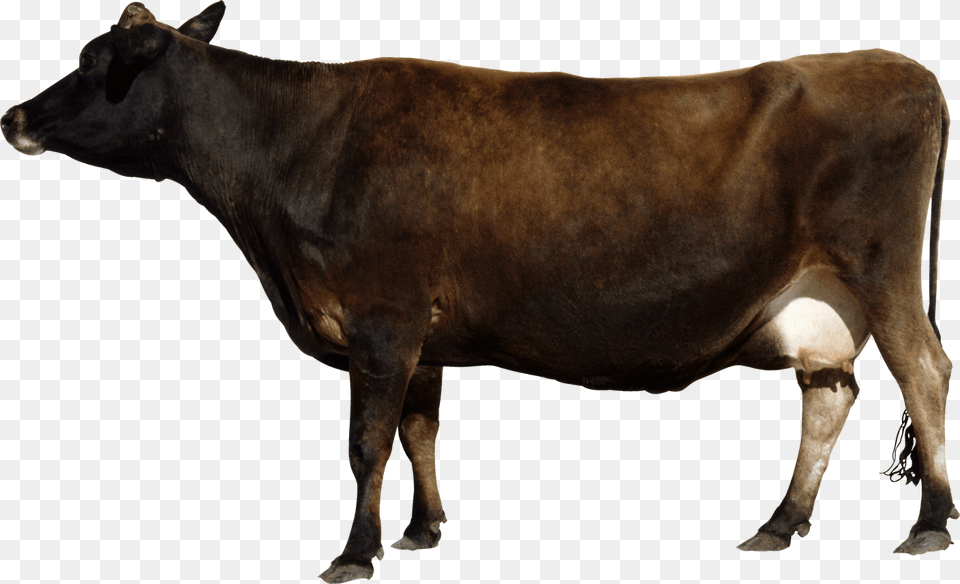 Brown Cow Transparent, Animal, Cattle, Livestock, Mammal Free Png