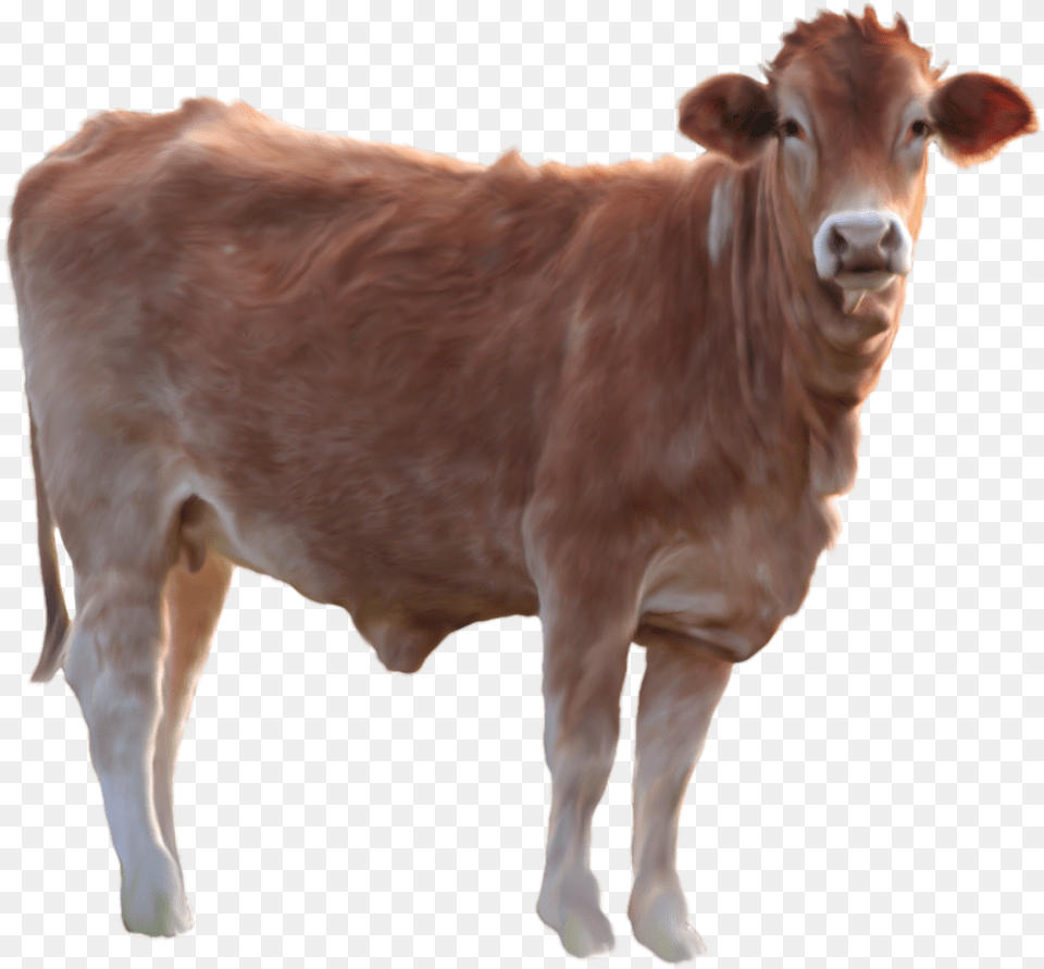 Brown Cow Transparent Background, Animal, Cattle, Livestock, Mammal Png