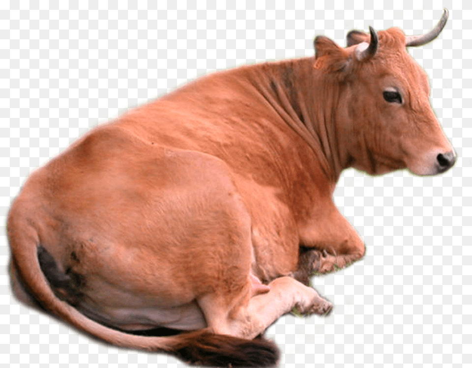 Brown Cow Transparent Image Sitting Cow, Animal, Bull, Mammal, Cattle Png