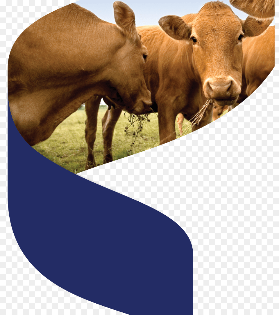 Brown Cows, Animal, Cattle, Cow, Livestock Free Transparent Png