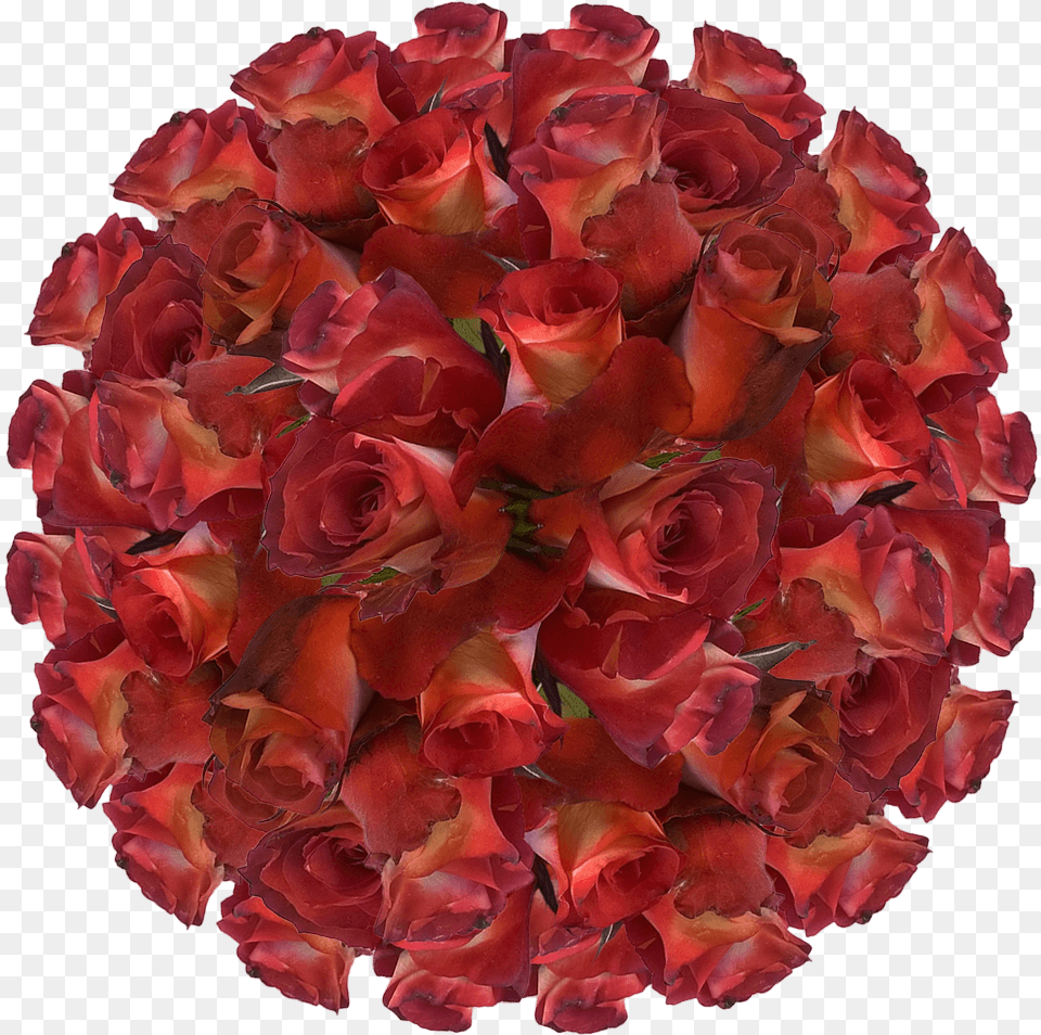 Brown Cream Leonidas Roses Best Online Deal On Cancer Cell Background, Flower, Flower Arrangement, Flower Bouquet, Petal Free Transparent Png