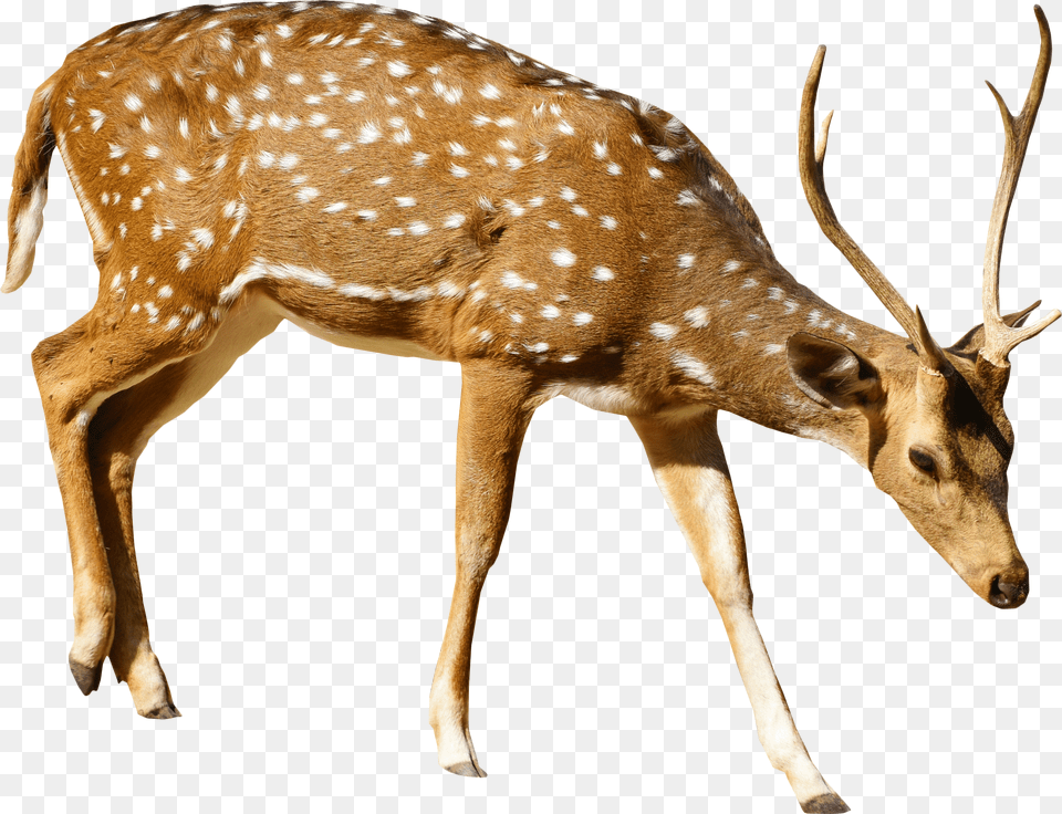 Brown Deer With White Spots Standing Image Deer Png