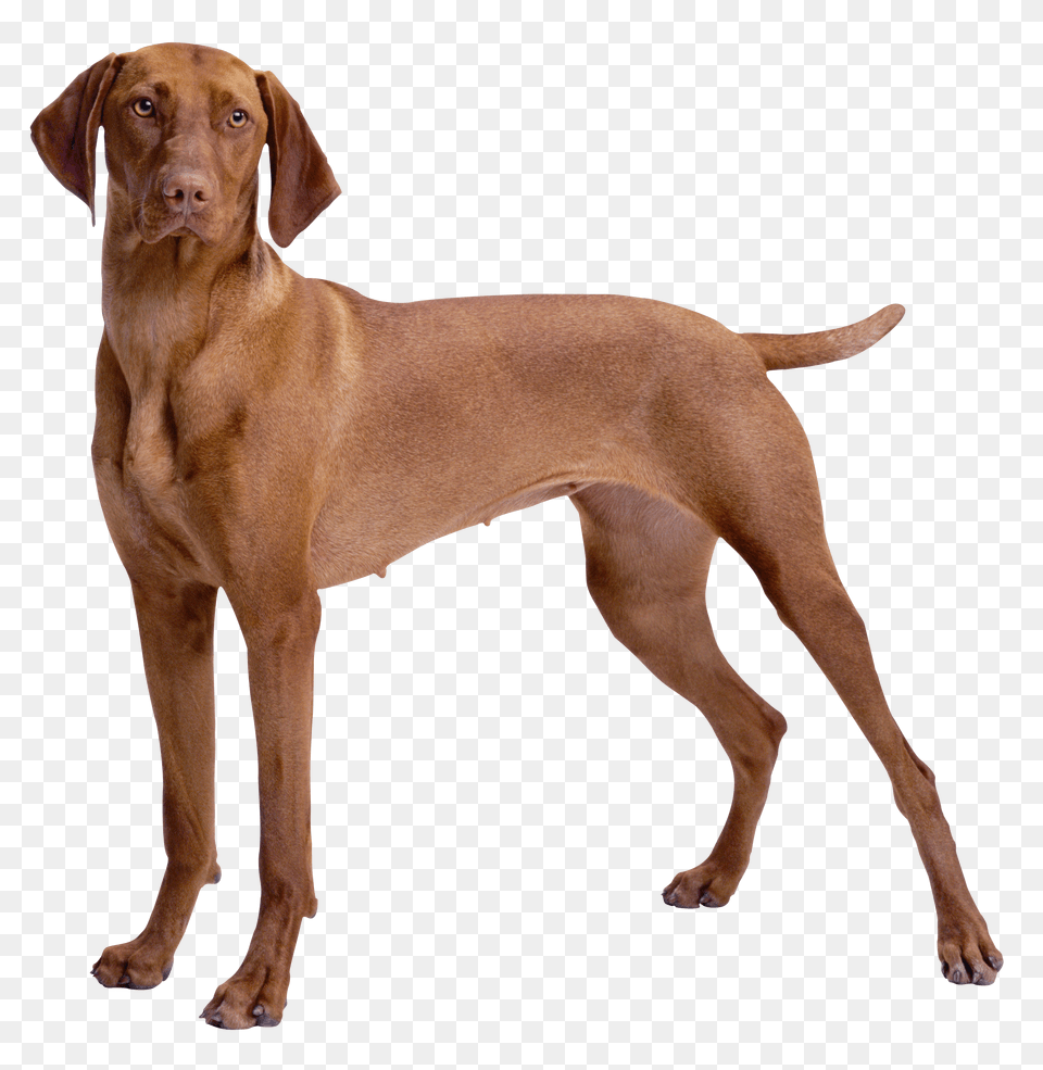 Brown Dog Clipart, Animal, Canine, Mammal, Pet Free Transparent Png