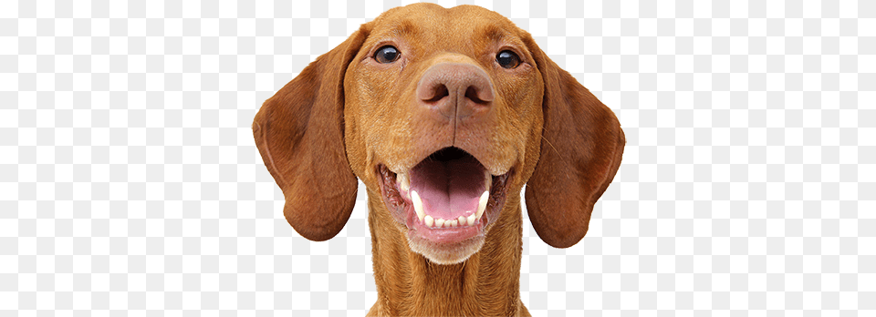 Brown Dog Vizsla Transparancy, Animal, Canine, Hound, Mammal Free Transparent Png