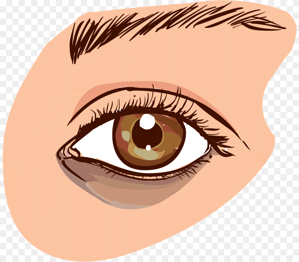 Brown Eyes Clipart Small Eye Causes Dark Circles Eye, Adult, Female, Person, Woman Free Transparent Png