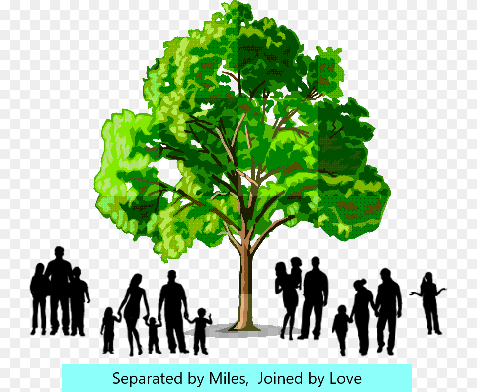 Brown Family Reunion July Softwood And Hardwood Trees, Oak, Plant, Sycamore, Tree Png Image