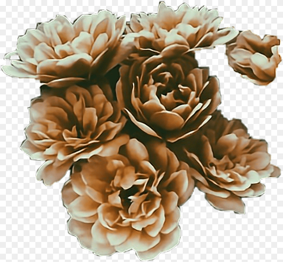 Brown Flowers Aesthetic Stickers Freetoedit Aesthetic Brown Flowers, Carnation, Flower, Plant, Flower Arrangement Png Image
