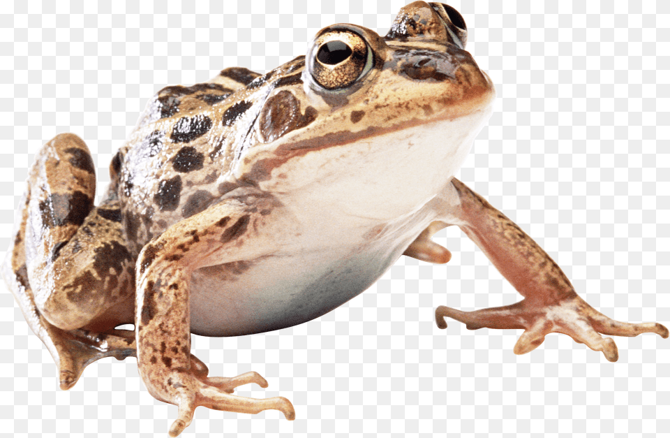 Brown Frog, Amphibian, Animal, Wildlife, Lizard Free Png