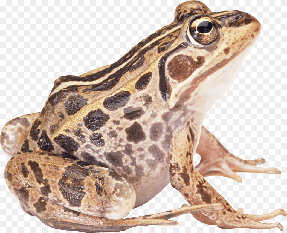 Brown Frog Sideview Frog, Amphibian, Animal, Wildlife, Lizard Png