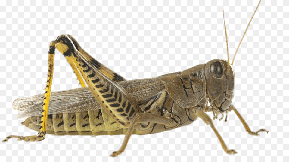 Brown Grasshopper, Animal, Insect, Invertebrate, Cricket Insect Png