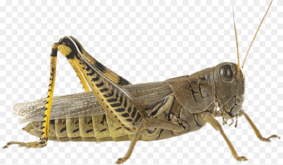 Brown Grasshopper Grasshopper Cricket, Animal, Insect, Invertebrate Png