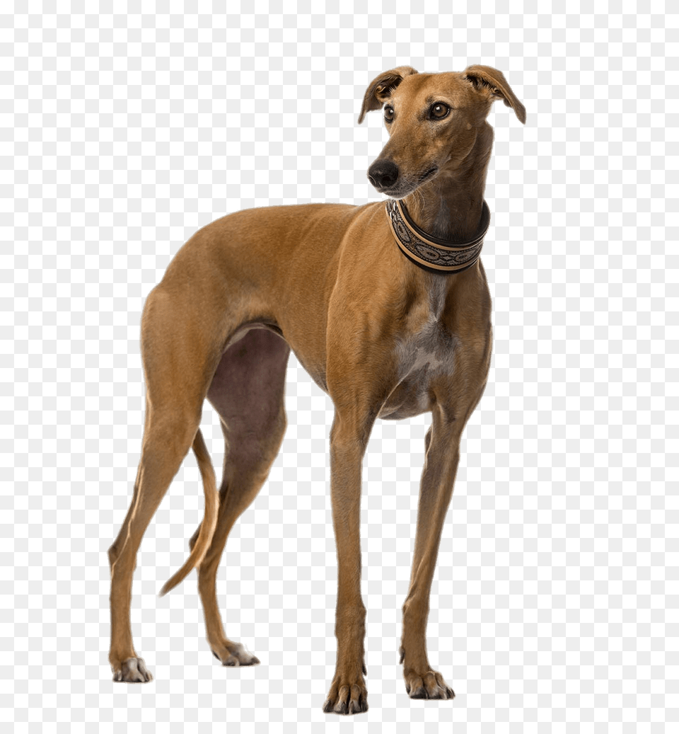 Brown Greyhound, Animal, Canine, Dog, Mammal Free Png