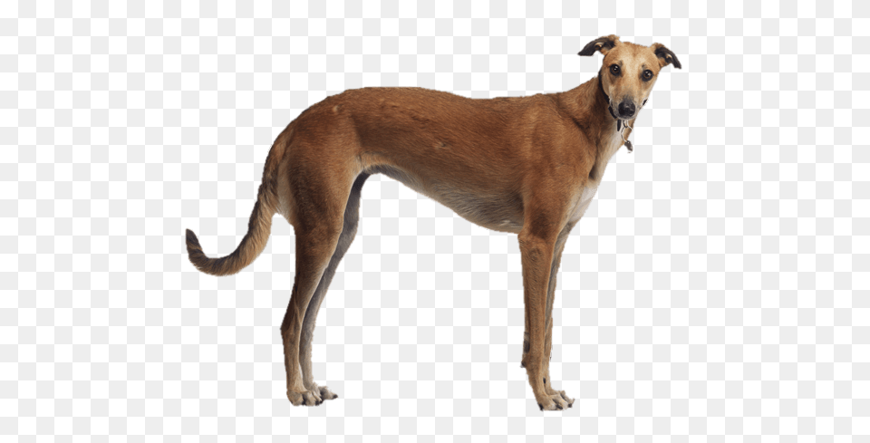 Brown Greyhound Side View, Animal, Canine, Dog, Mammal Free Png
