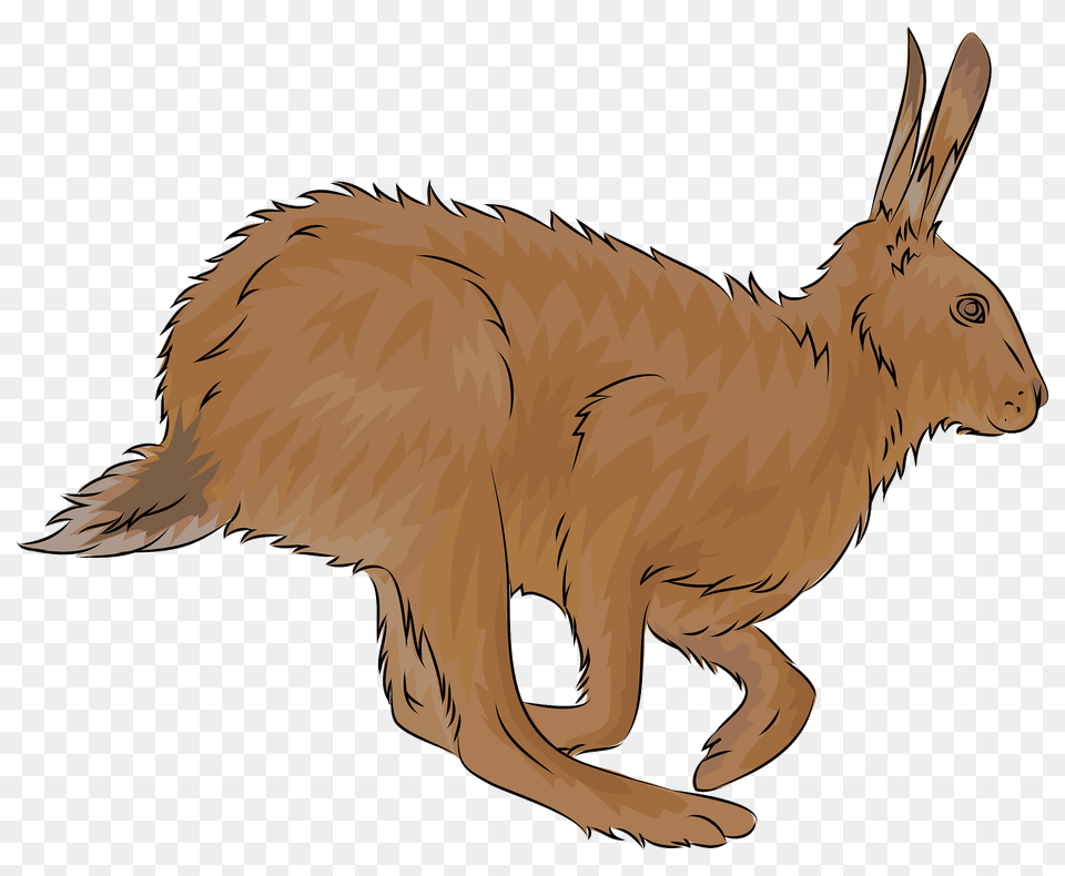 Brown Hare Clipart, Animal, Mammal, Rodent, Kangaroo Png Image