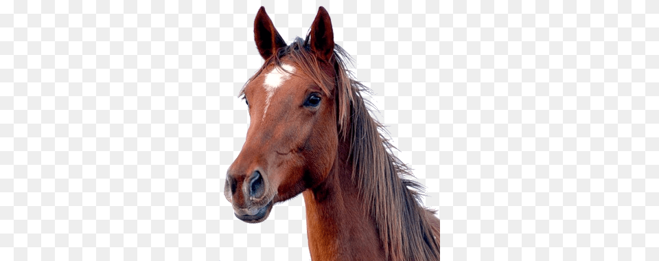 Brown Horse Head, Animal, Colt Horse, Mammal, Stallion Png
