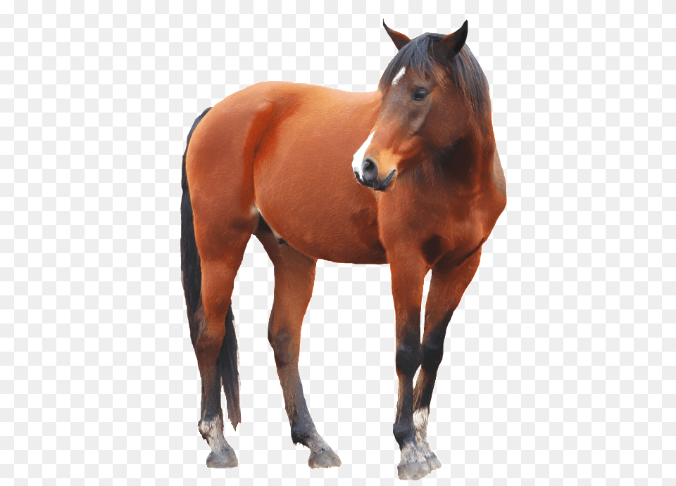 Brown Horse Horse Transparent Background, Animal, Colt Horse, Mammal Png Image