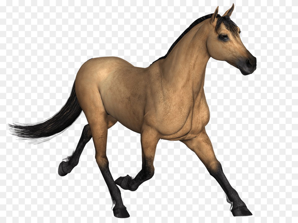 Brown Horse Running, Animal, Colt Horse, Mammal, Stallion Free Png
