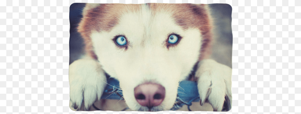 Brown Husky Wallpaper Hd, Animal, Canine, Dog, Mammal Free Transparent Png