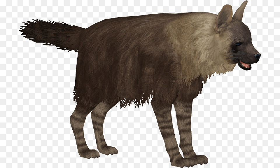 Brown Hyena Brown Hyena, Animal, Bear, Mammal, Wildlife Png