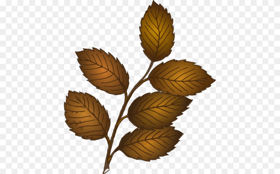 Brown Leaves On Branch, Leaf, Plant, Herbal, Herbs Png Image