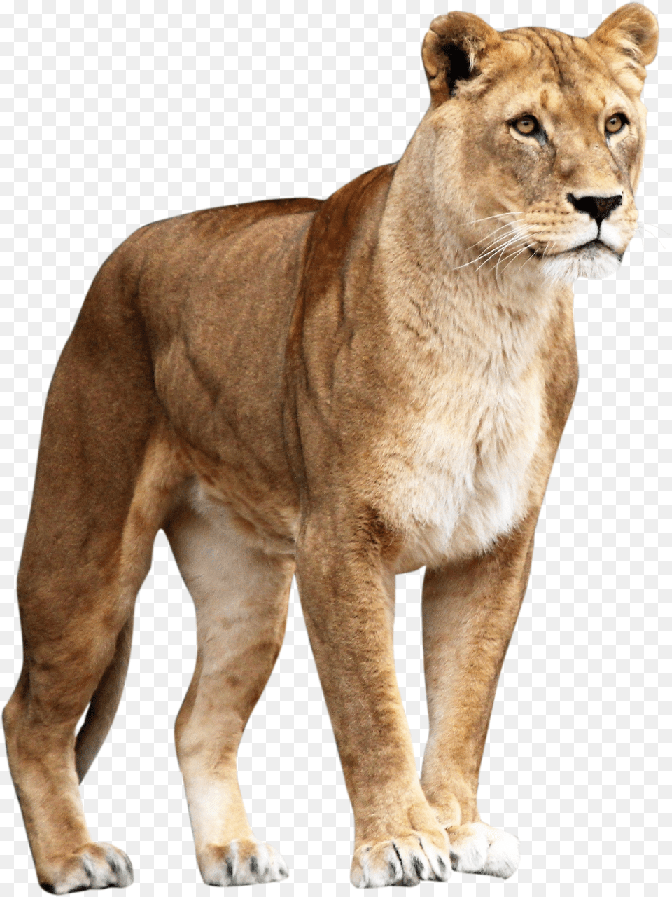 Brown Lioness Free Png Download