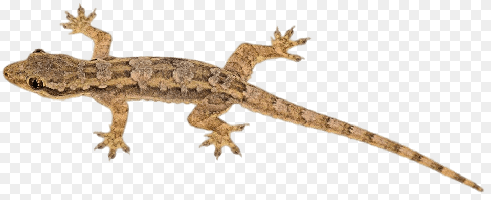 Brown Lizard, Animal, Gecko, Reptile Png