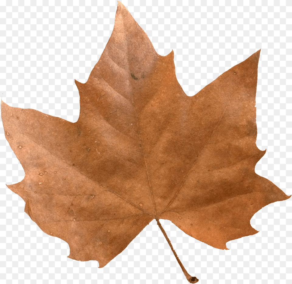 Brown Maple Leaf Full Size Image Pngkit Autumn Leaf Brown Leaves Transparent, Plant, Tree, Person, Maple Leaf Free Png Download
