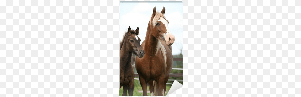 Brown Mare With Long Mane Standing Next To The Foal Bed Sheet, Animal, Colt Horse, Horse, Mammal Free Transparent Png