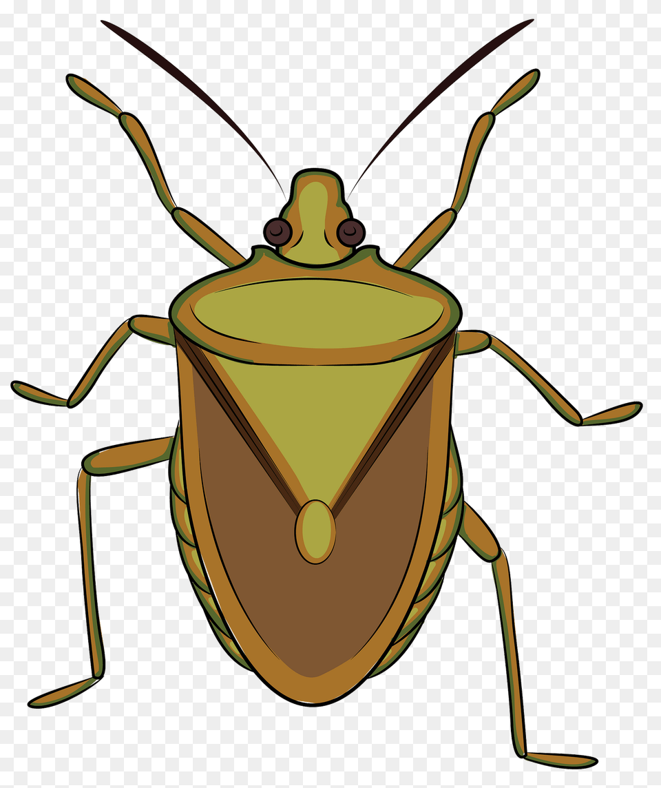 Brown Marmorated Stink Bug Clipart, Animal Png