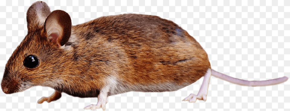Brown Mouse Standing Image Brown Colored Field Mouse On Ground In Forest Apple, Animal, Computer Hardware, Electronics, Hardware Free Png