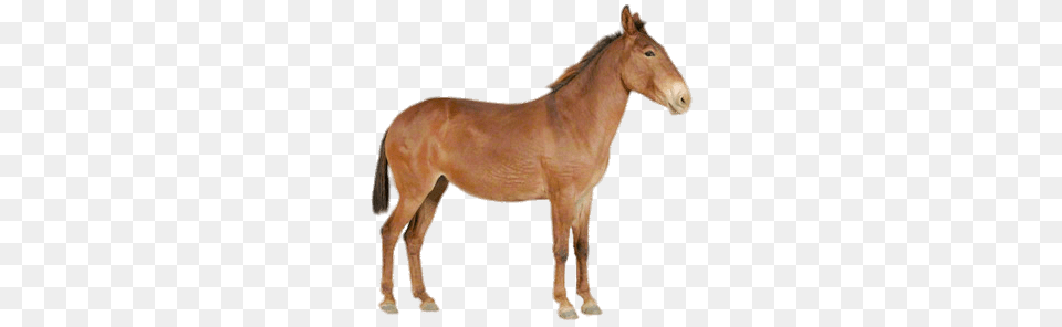 Brown Mule, Animal, Colt Horse, Horse, Mammal Free Png