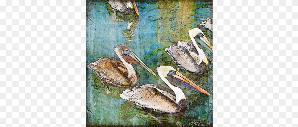 Brown Pelican, Animal, Beak, Bird, Waterfowl Free Png