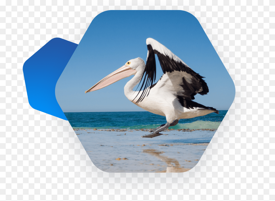 Brown Pelican, Animal, Bird, Waterfowl Free Transparent Png