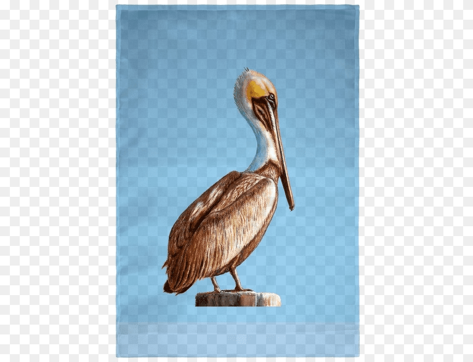 Brown Pelican, Animal, Bird, Waterfowl, Beak Png Image