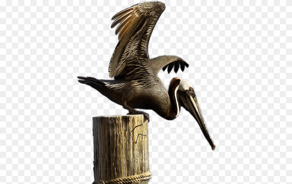 Brown Pelican Brown Pelican, Animal, Beak, Bird, Plant Free Transparent Png