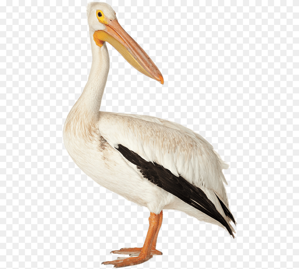 Brown Pelican Pelican Bird, Animal, Waterfowl, Beak Free Png