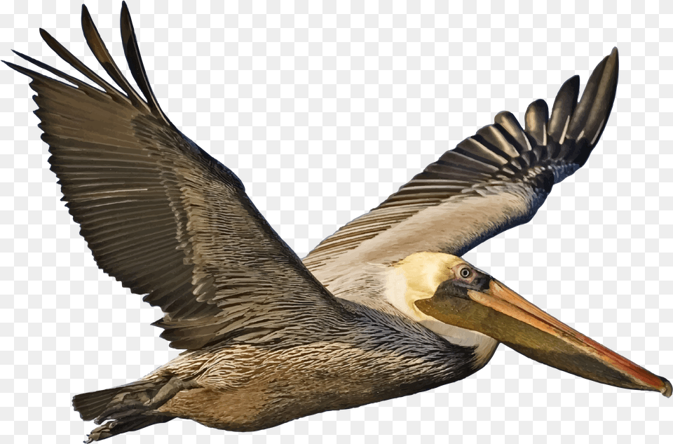 Brown Pelican Brown Pelican, Animal, Bird, Waterfowl, Beak Free Transparent Png