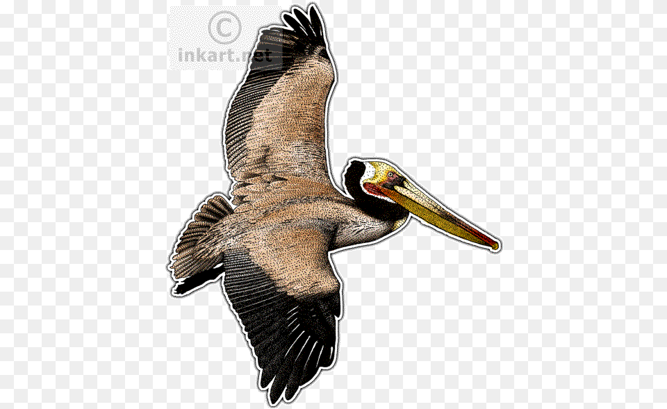 Brown Pelican Transparent Wild Animals In Louisiana, Animal, Bird, Waterfowl, Beak Free Png
