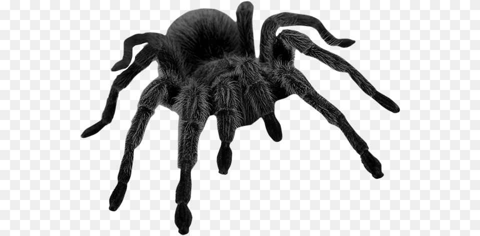Brown Picture Halloween Spider Haunted Black Widow Black Spider, Animal, Invertebrate, Insect, Tarantula Png