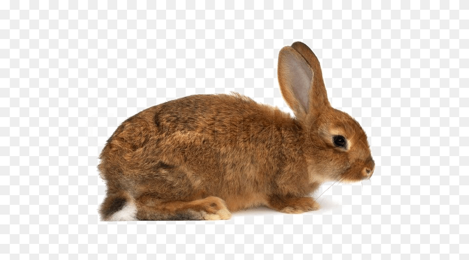 Brown Rabbit Download Image Rabbit With A White Background, Animal, Mammal, Rat, Rodent Free Png