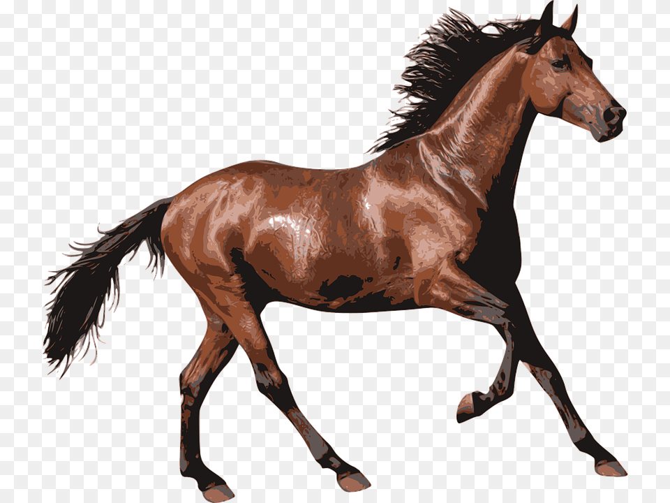 Brown Race Horse, Animal, Colt Horse, Mammal, Stallion Free Png Download