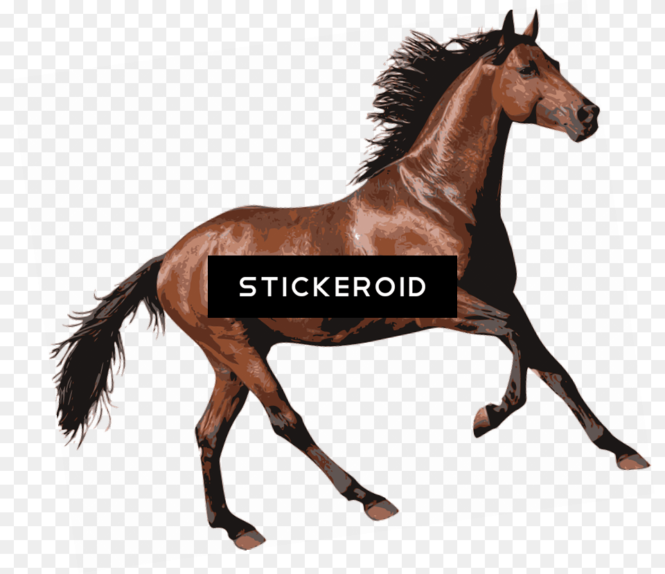 Brown Race Horse Horse, Animal, Colt Horse, Mammal Png