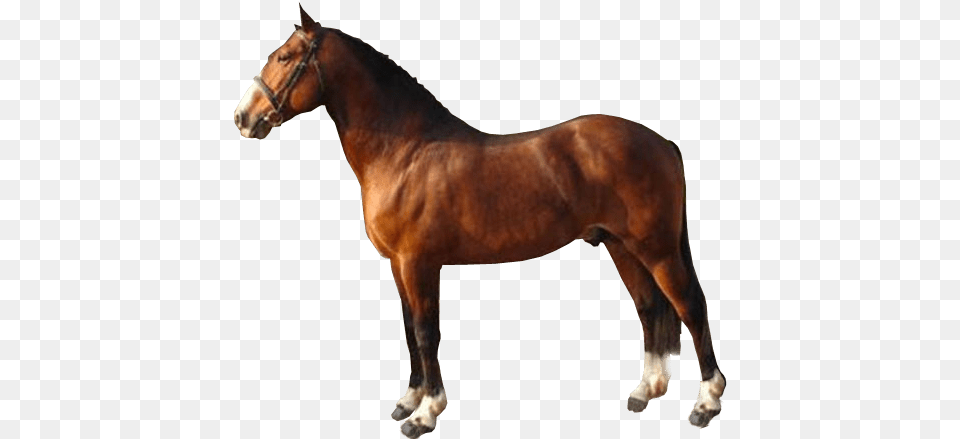Brown Race Horse Image Hunters Light Stallion, Animal, Mammal, Colt Horse Free Transparent Png