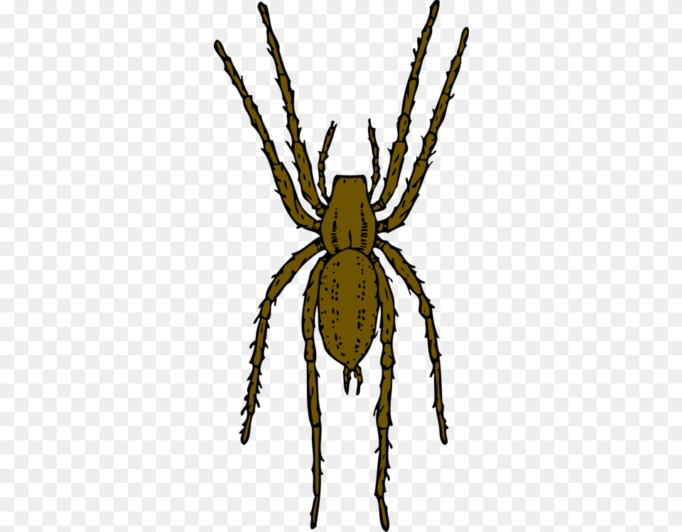 Brown Recluse Spider Widow Spiders Arthropod House Spider Animal, Invertebrate, Person, Garden Spider Free Png