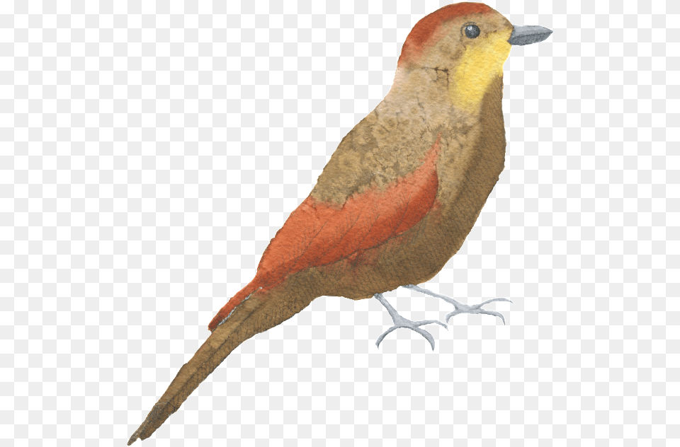 Brown Red Bird Watercolor Transparent Decorative Pattern Watercolor Painting, Animal, Beak, Finch Free Png