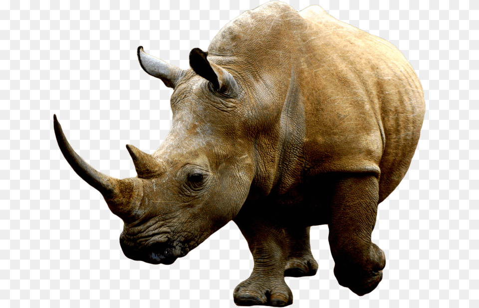 Brown Rhino Transparent, Animal, Mammal, Wildlife, Elephant Free Png