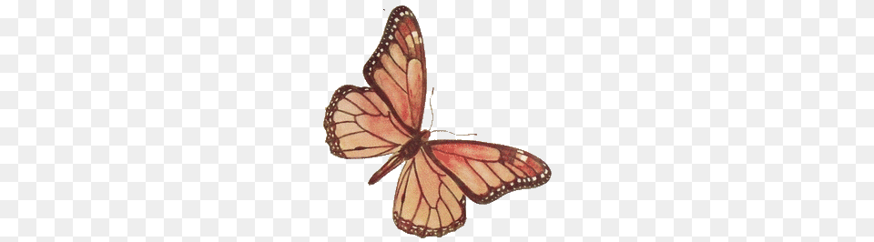Brown Rose Butterfly, Animal, Insect, Invertebrate, Monarch Png Image