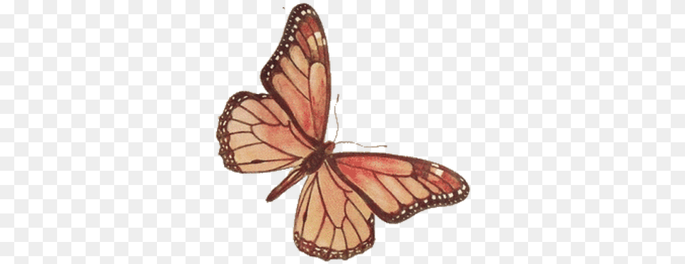 Brown Rose Butterfly Vintage Butterfly Clipart, Animal, Insect, Invertebrate, Monarch Png Image