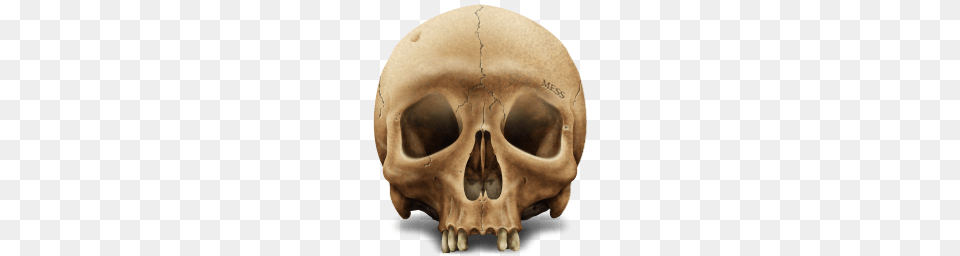 Brown Skull, Head, Person, Face Free Transparent Png