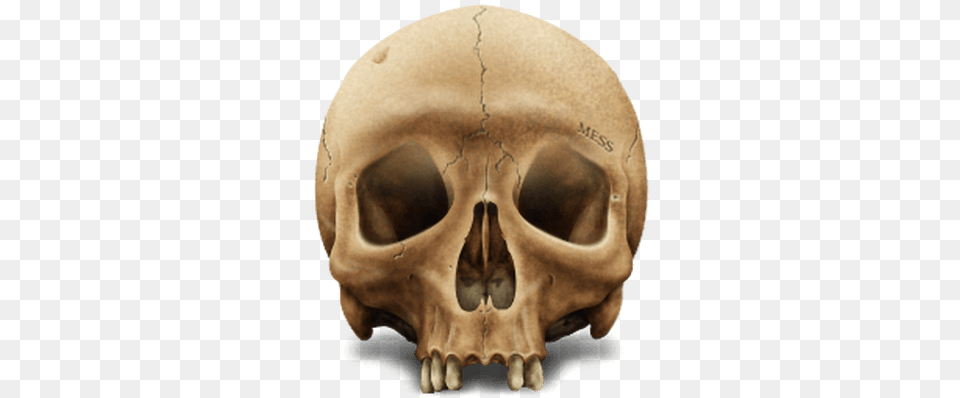 Brown Skull M Hnh U Lu, Head, Person, Face Png